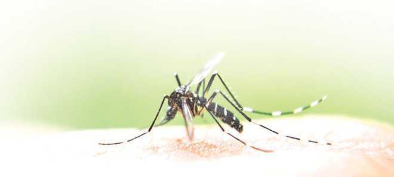 Rawalpindi on High Alert as Dengue Larvae Detected at 8,064 Sites